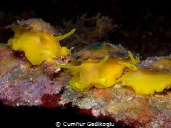 Tylodina perversa
TRIO by Cumhur Gedikoglu 